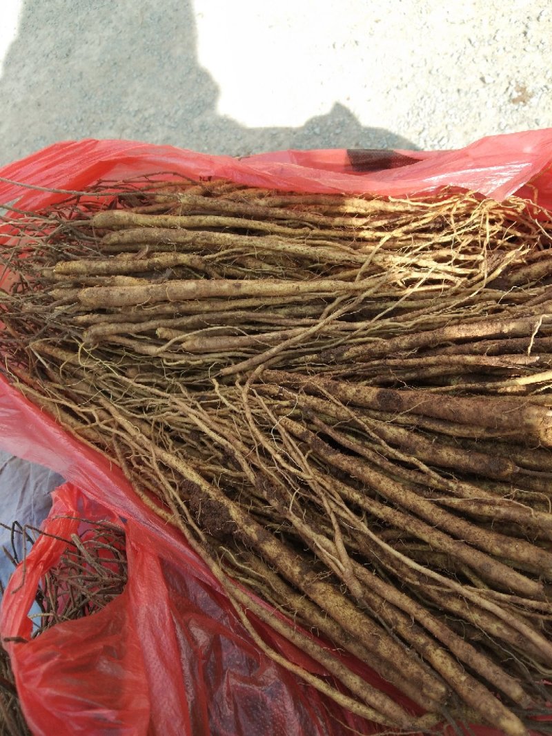 尤知，丹参苗，黄芩苗，有需要的请联系