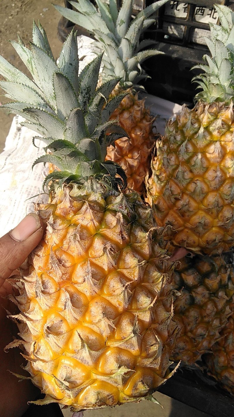 菠萝