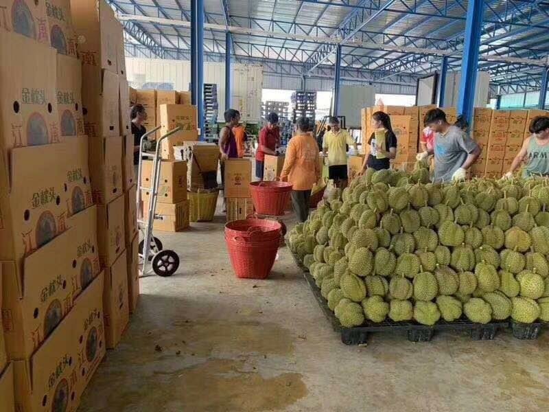 榴莲