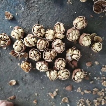 薄皮核桃