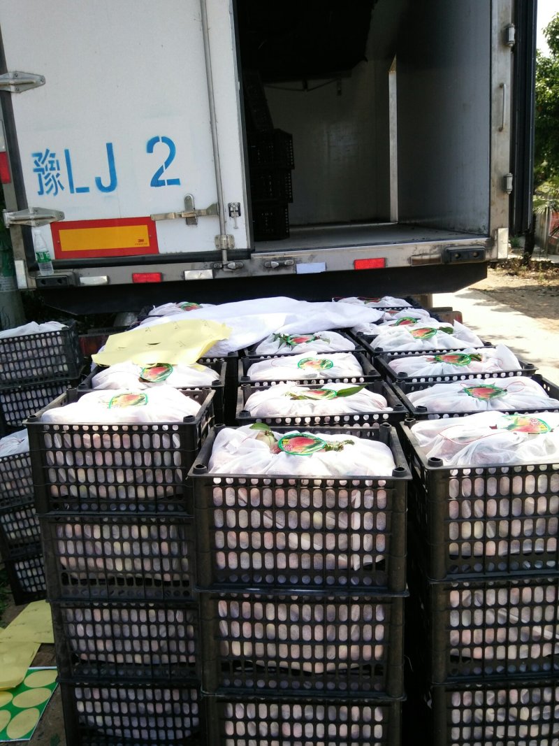湖北油桃金雷曙光，中油09-3中油系视频看货产地直发