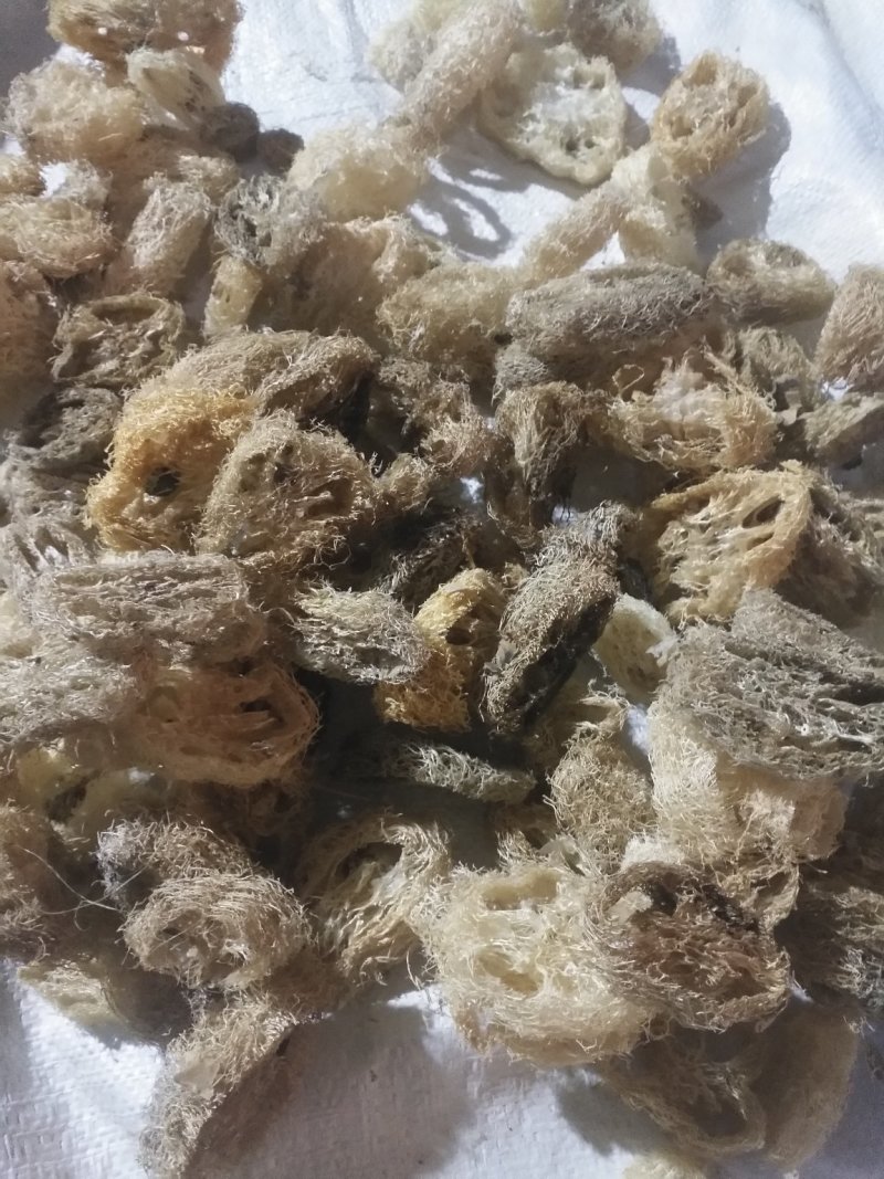 丝瓜络大货，常年主营白茅根，决明子，货干，质量好，