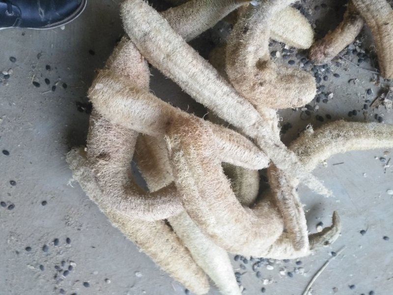 丝瓜络大货，常年主营白茅根，决明子，货干，质量好，