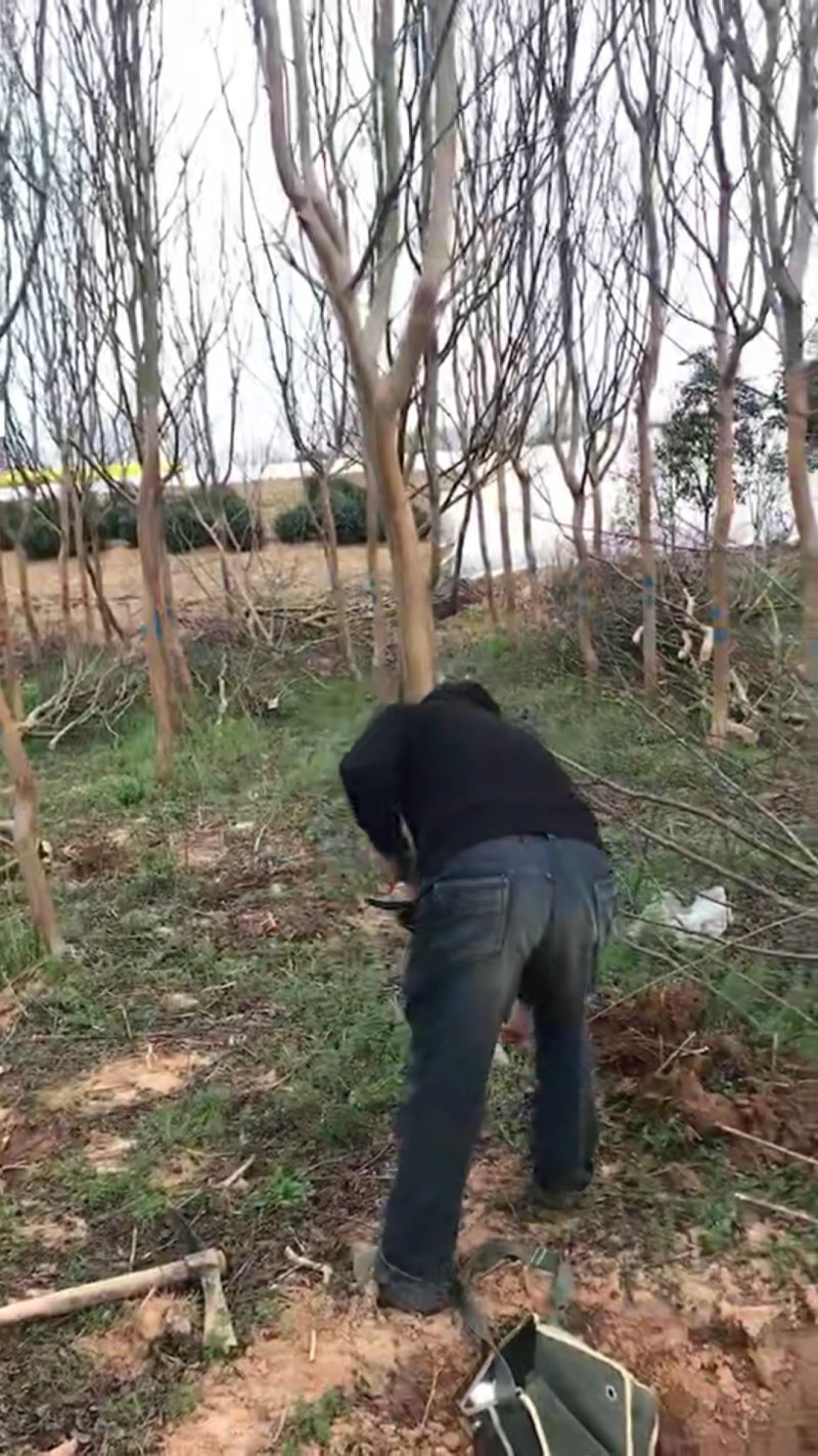 紫薇