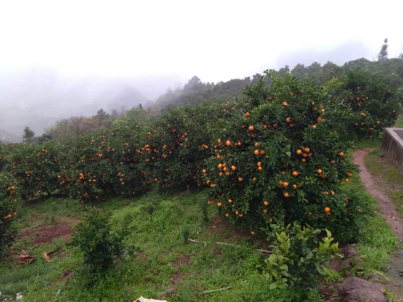 广西阳朔新鲜应季水果，夏橙颜色红靓，皮细个头均匀