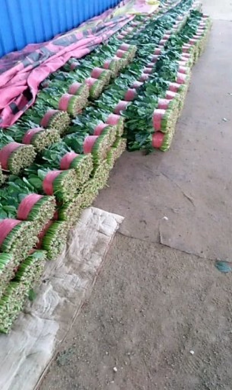 精品菠菜货源充足量大从优质量保证欢迎咨询