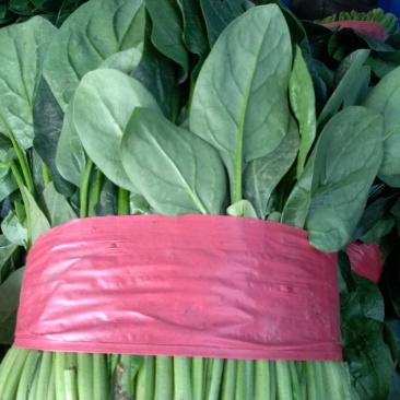 精品菠菜货源充足量大从优质量保证欢迎咨询