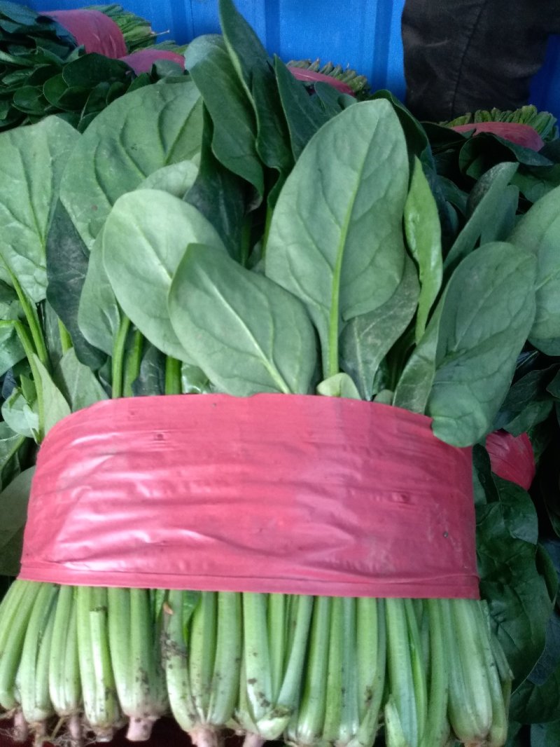 精品菠菜货源充足量大从优质量保证欢迎咨询