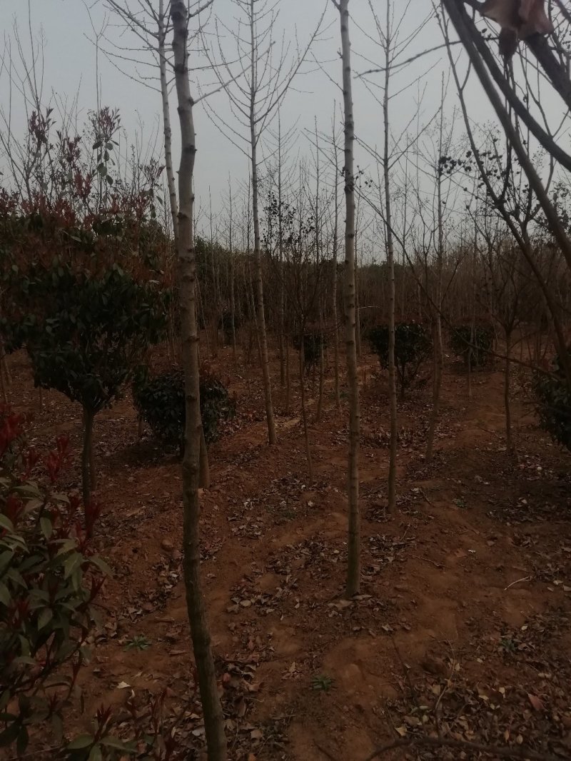 红叶石楠，树形好部分腾地处理