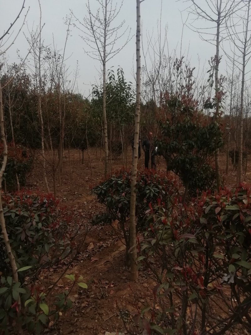 红叶石楠，树形好部分腾地处理