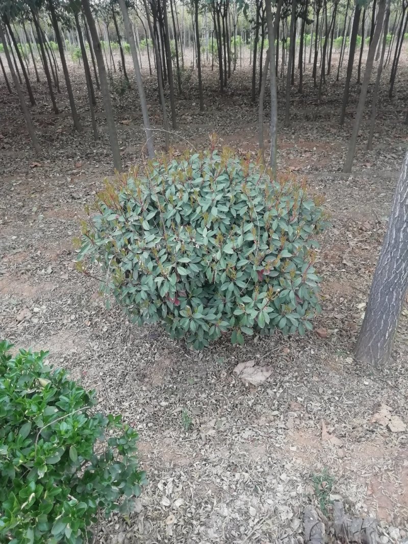 红叶石楠，树形好部分腾地处理