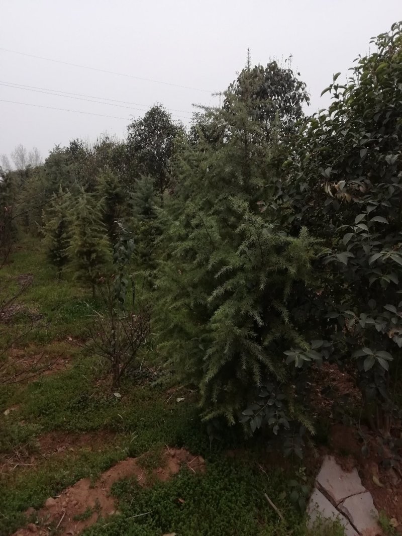 雪松冠浮饱满，2...5米高