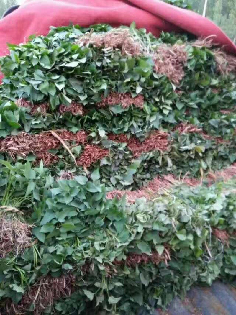 大量出售紫薯苗，紫罗兰