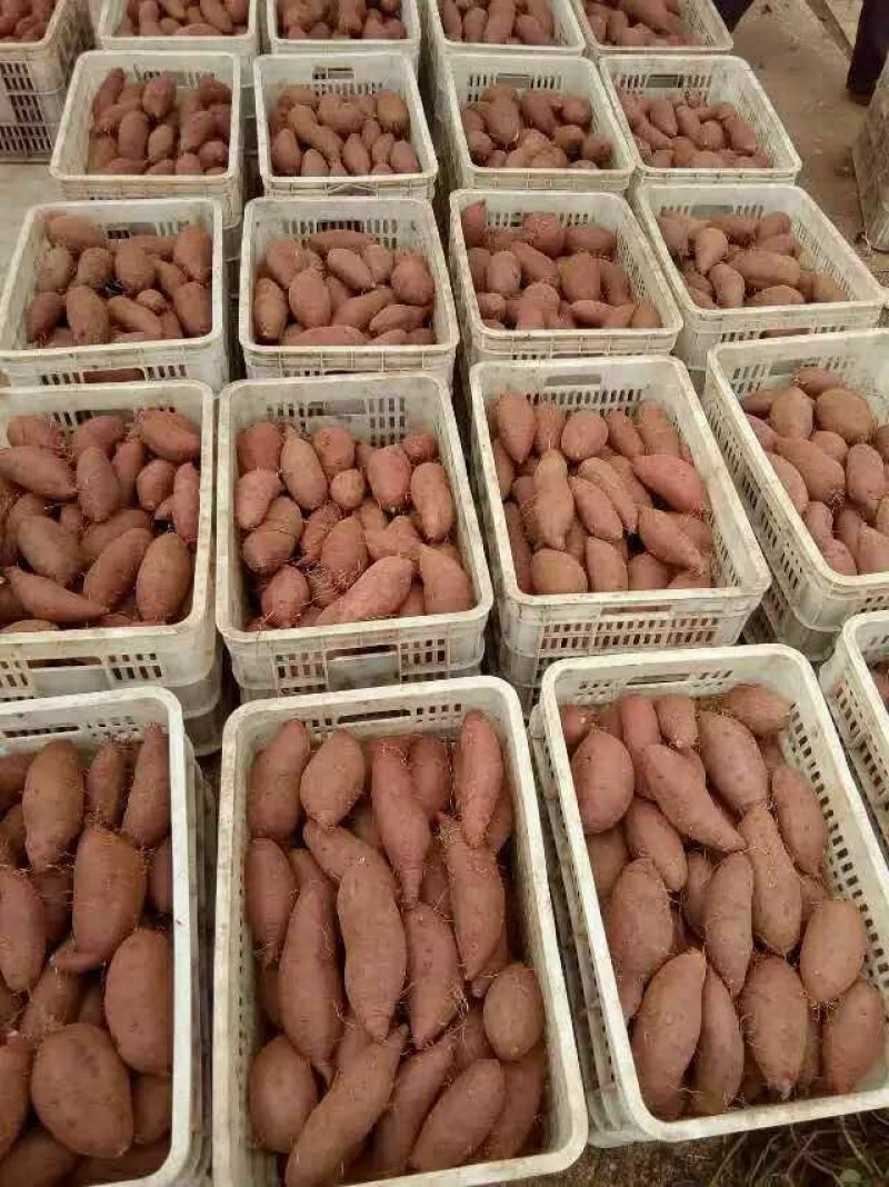 大量出售紫薯苗，紫罗兰