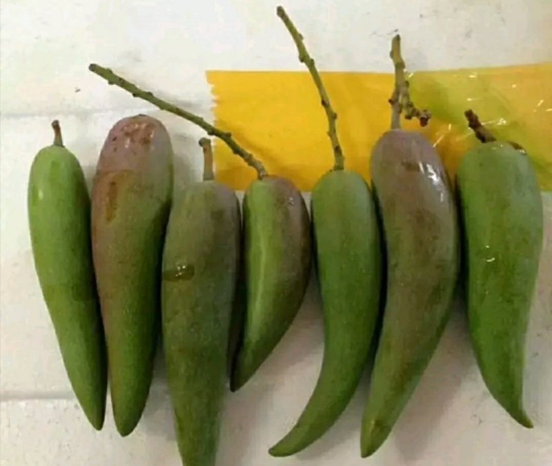 辣椒芒果树苗