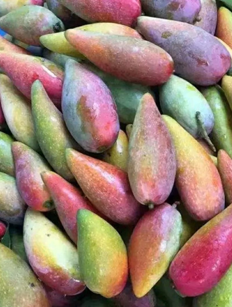 辣椒芒果树苗