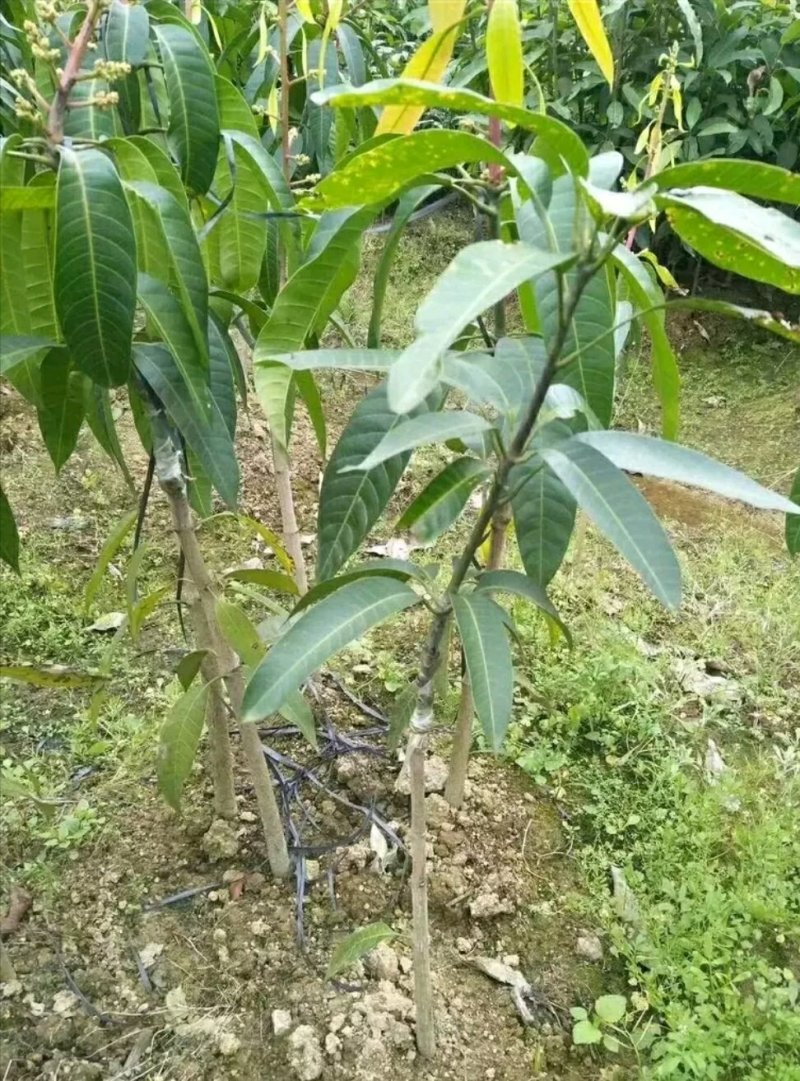 辣椒芒果树苗