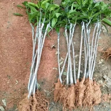 辣椒芒果树苗