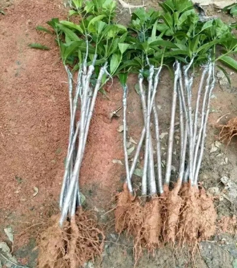辣椒芒果树苗