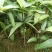 辣椒芒果树苗