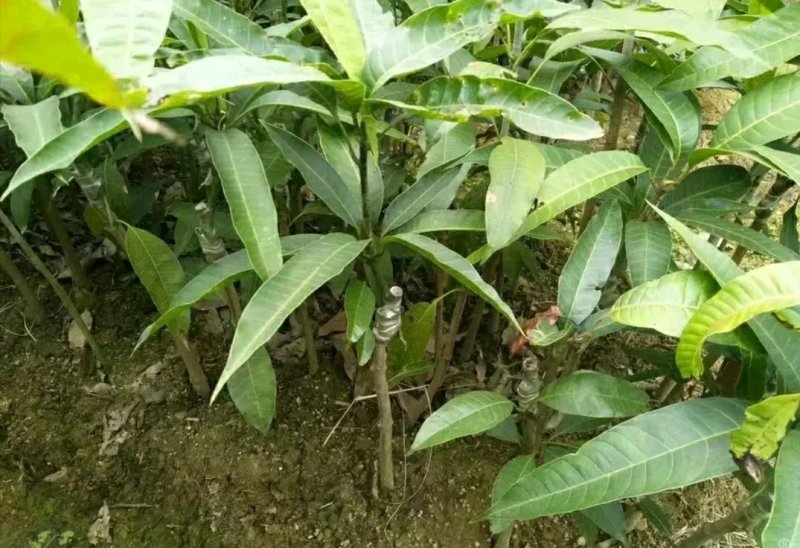 辣椒芒果树苗