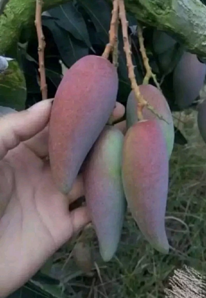 辣椒芒果树苗