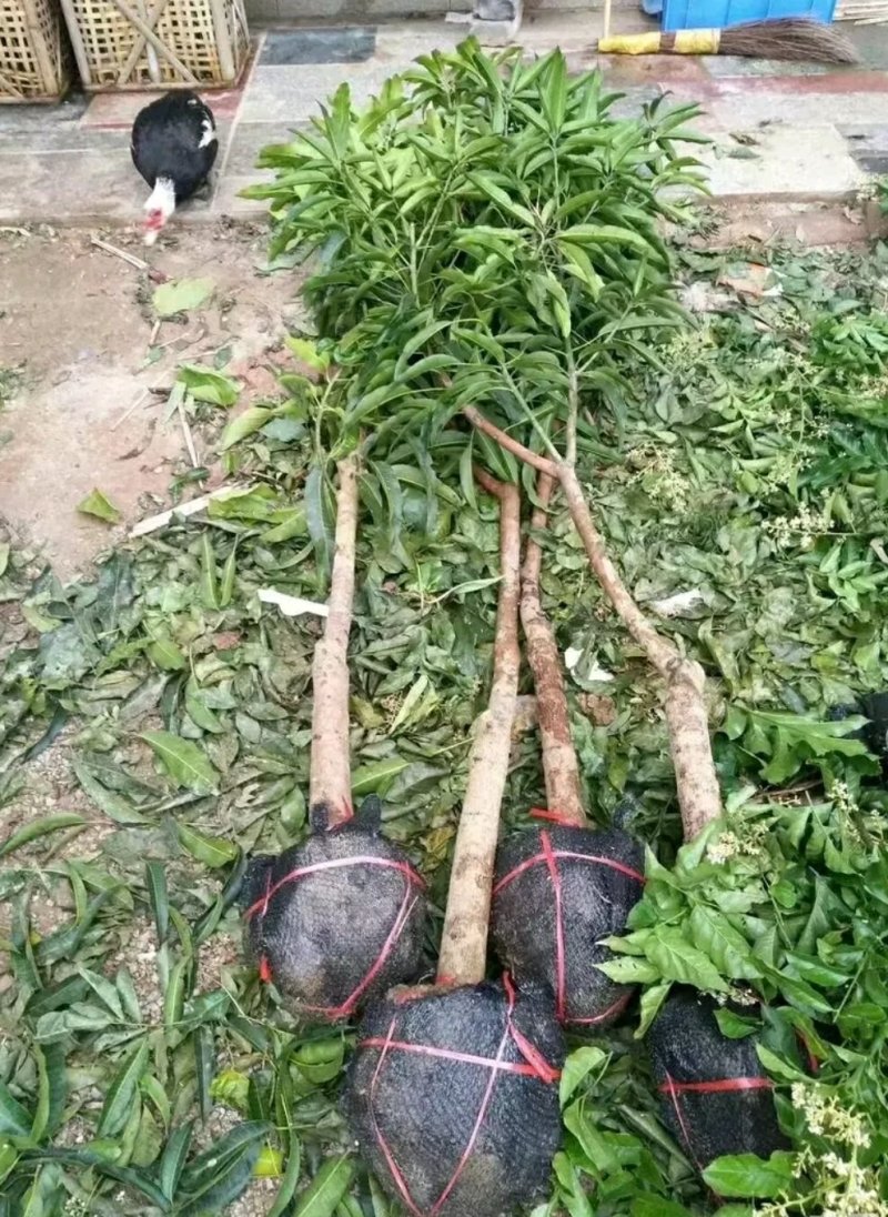 辣椒芒果树苗