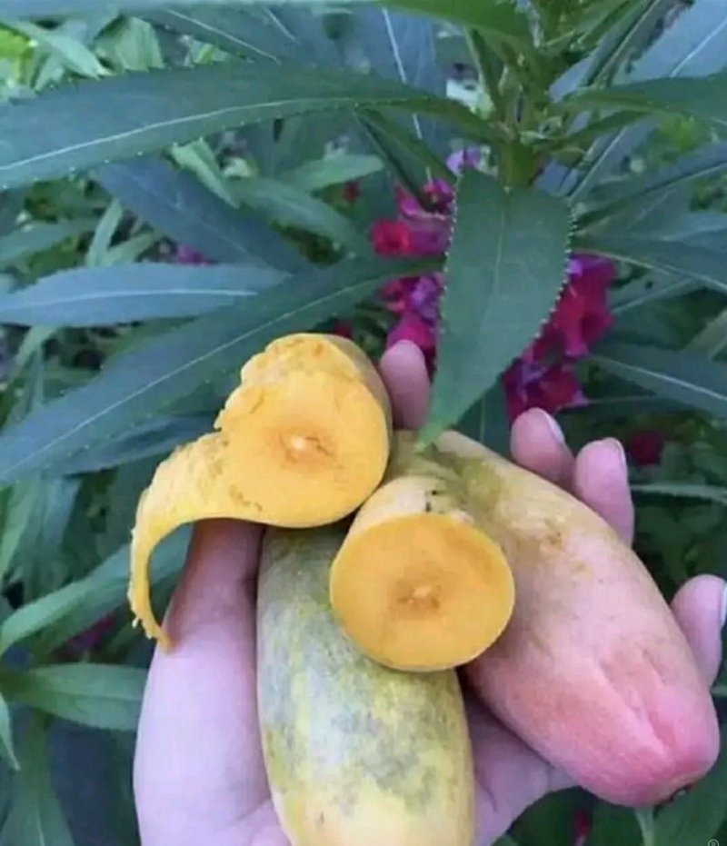 辣椒芒果树苗