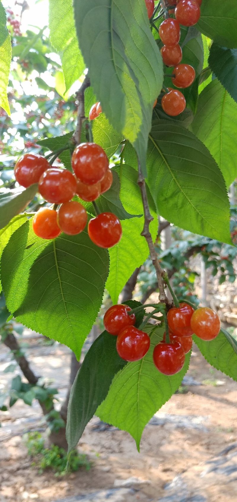 枣庄暖棚小樱桃火樱桃大量上市