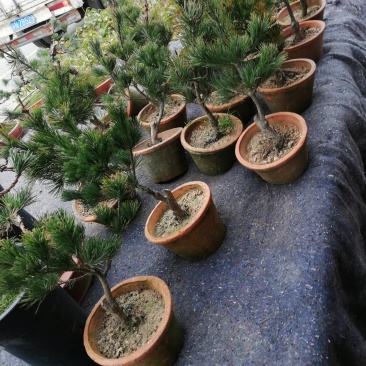 五针松盆景，要的私聊小五针等大版松