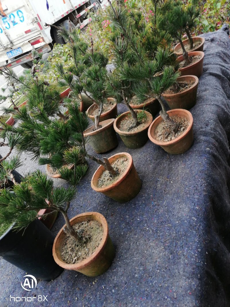 五针松盆景，要的私聊小五针等大版松