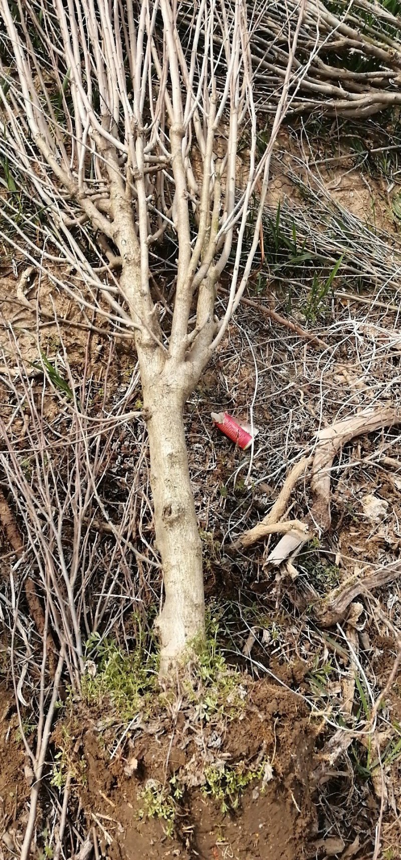 木槿，基地直发，现挖2公分15