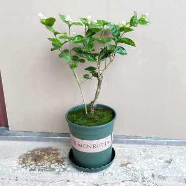 包邮横州市重瓣白色茉莉花苗4年苗当年开花(10棵起批)