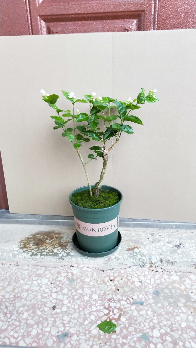 包邮横州市重瓣白色茉莉花苗4年苗当年开花(10棵起批)