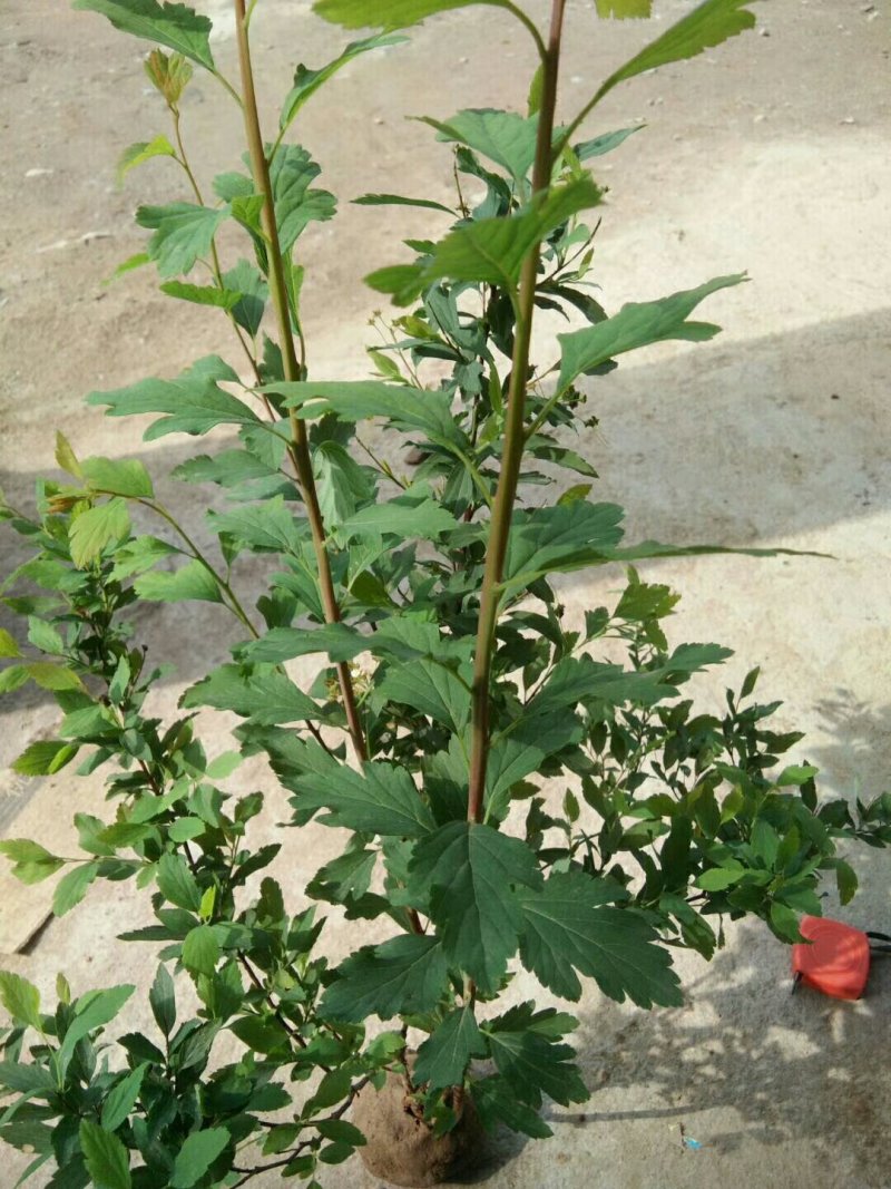 出售：珍珠梅.丛生珍珠梅.单杆珍珠梅