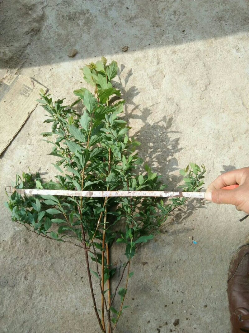 出售：珍珠梅.丛生珍珠梅.单杆珍珠梅