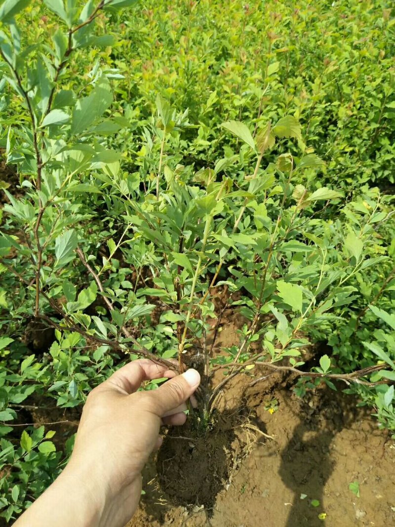 出售：珍珠梅.丛生珍珠梅.单杆珍珠梅