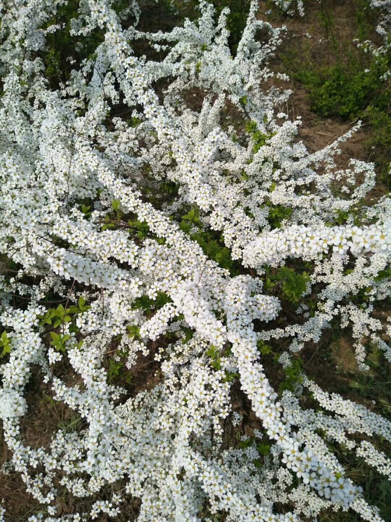 出售：珍珠梅.丛生珍珠梅.单杆珍珠梅