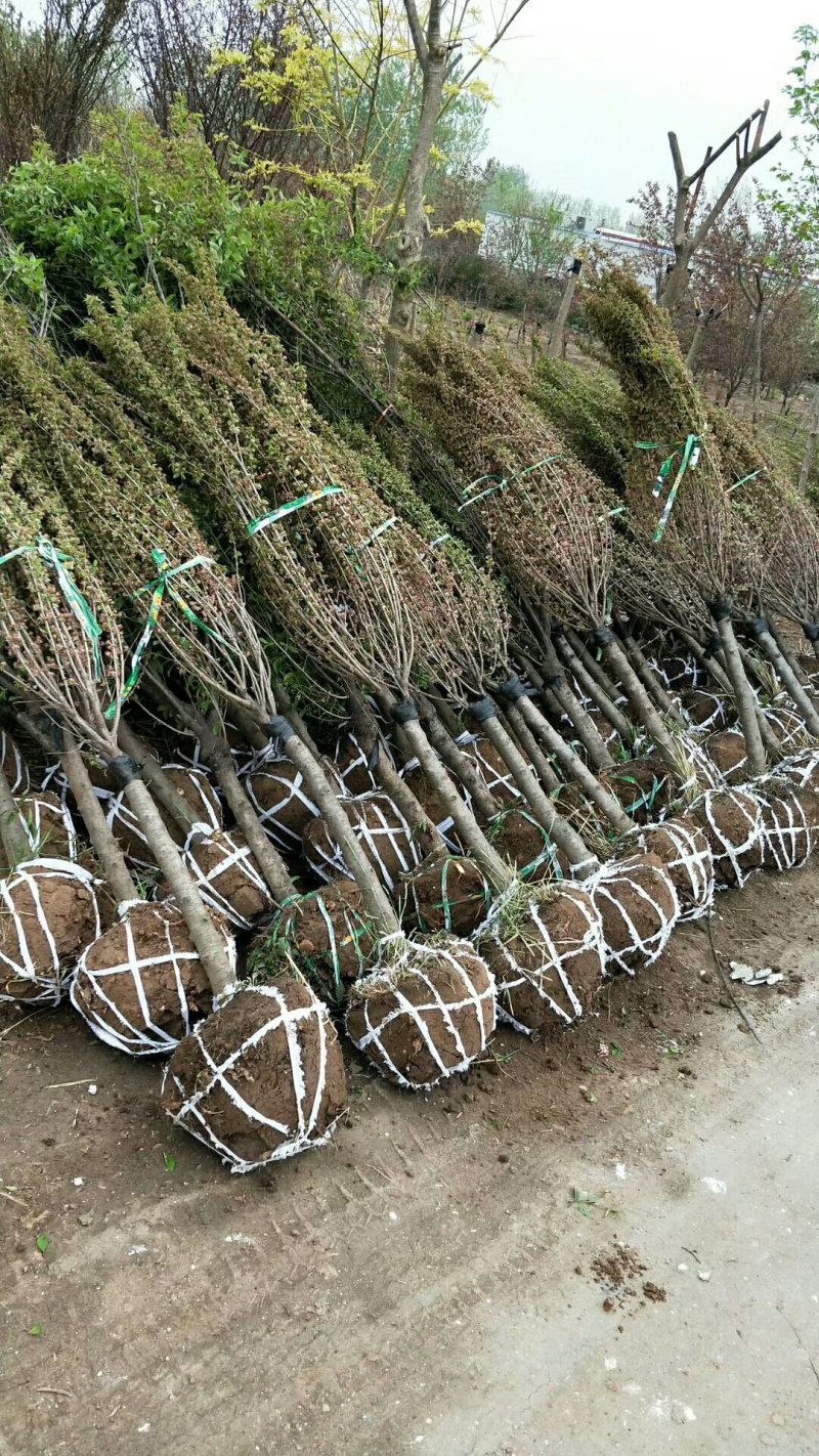 出售：珍珠梅.丛生珍珠梅.单杆珍珠梅