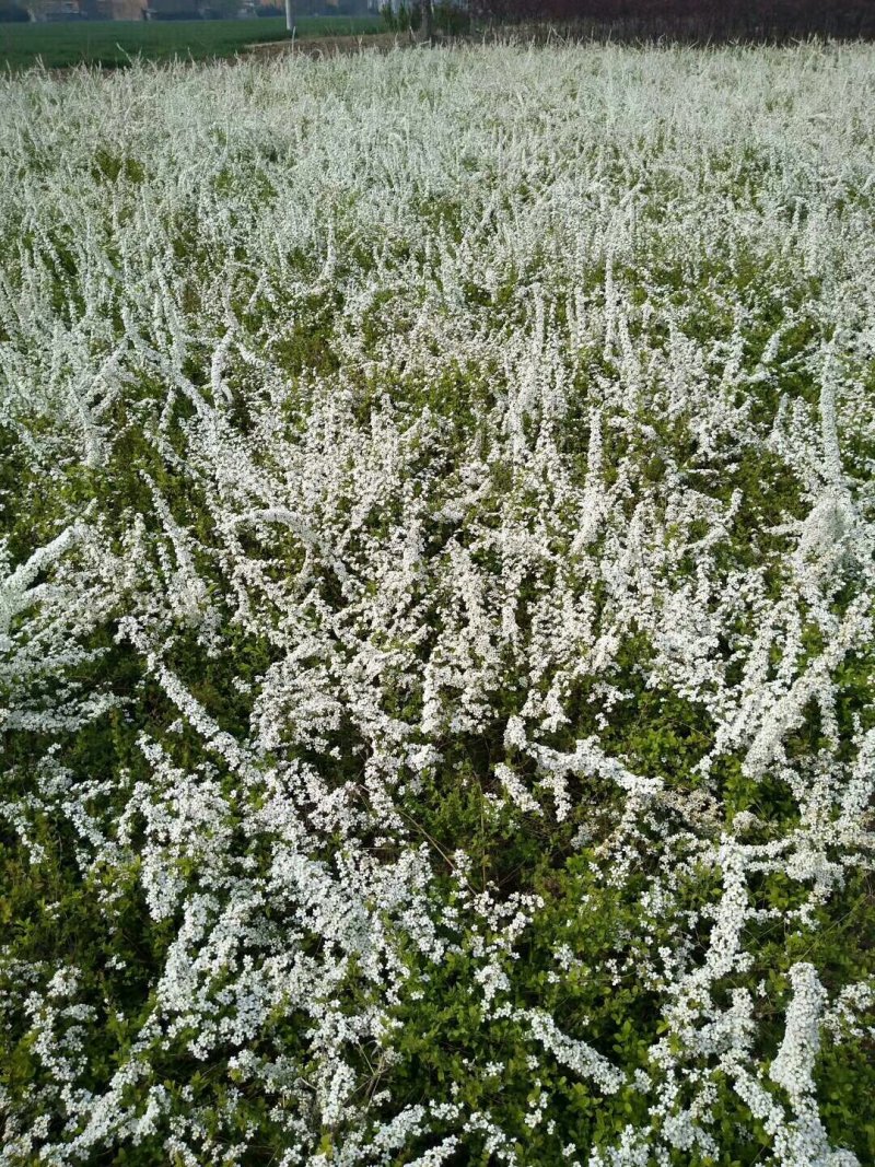 出售：珍珠梅.丛生珍珠梅.单杆珍珠梅