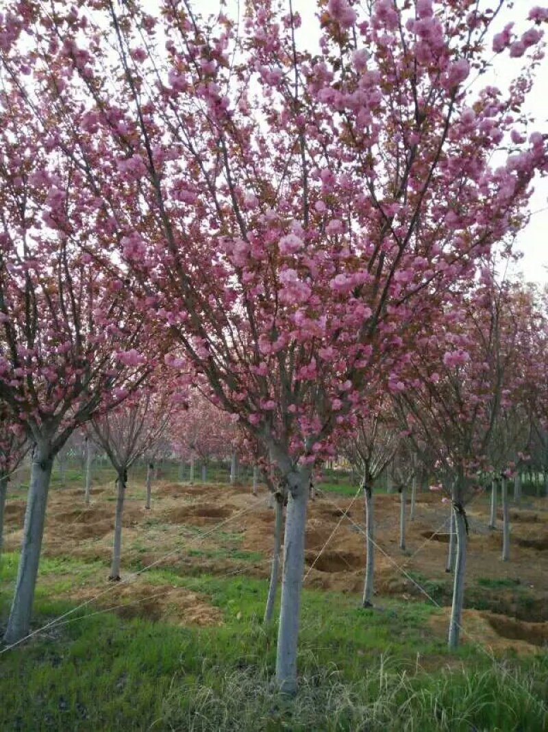 2-15cm樱花.日本樱花.高杆樱花.苗圃直销，质量保证