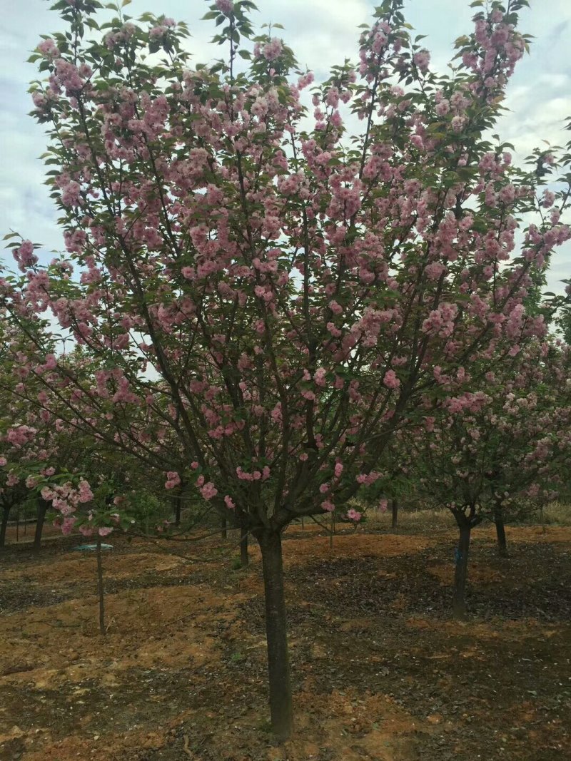 2-15cm樱花.日本樱花.高杆樱花.苗圃直销，质量保证