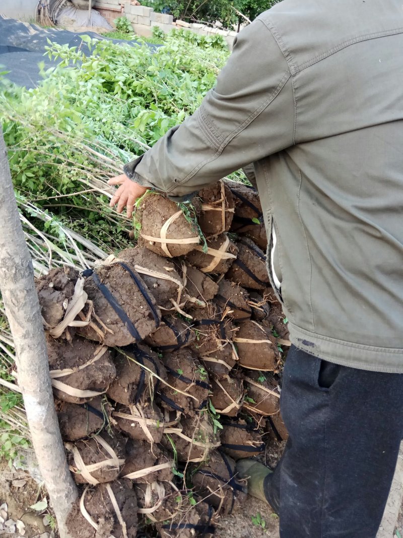 出售：金银木.丛生金银木