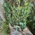 常年出售：粉花绣线菊.金山绣线菊.金焰绣线菊