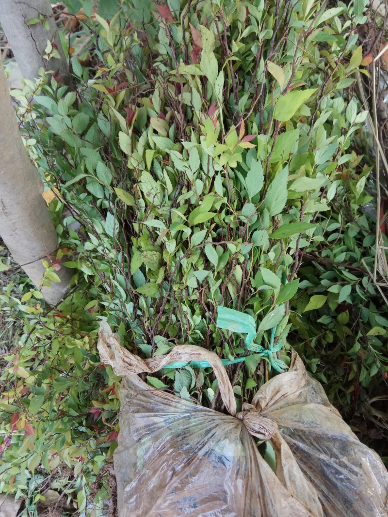 常年出售：粉花绣线菊.金山绣线菊.金焰绣线菊