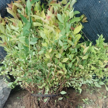 常年出售：粉花绣线菊.金山绣线菊.金焰绣线菊