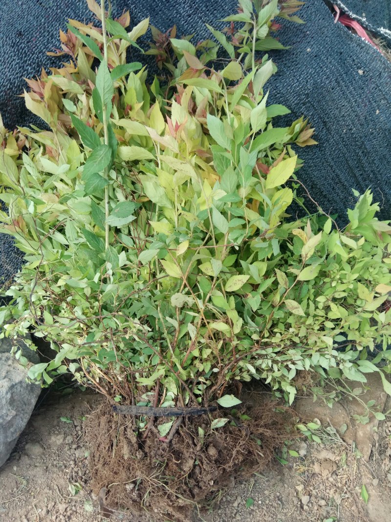 常年出售：粉花绣线菊.金山绣线菊.金焰绣线菊