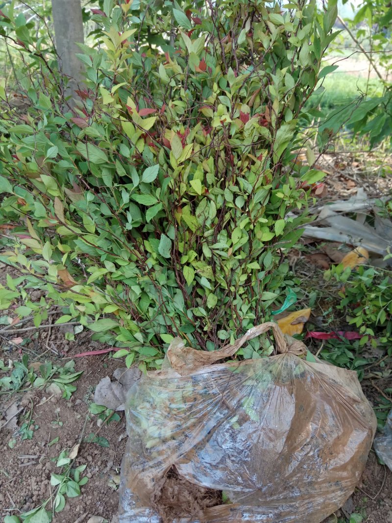 常年出售：粉花绣线菊.金山绣线菊.金焰绣线菊