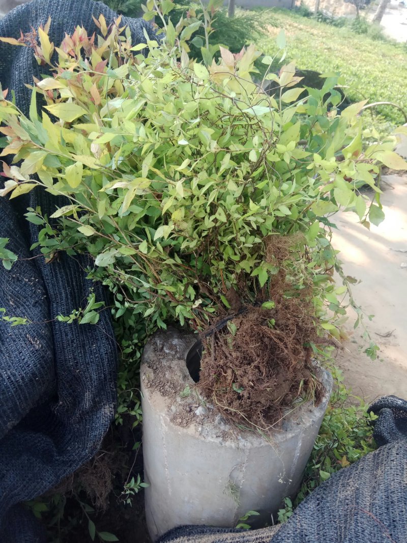 常年出售：粉花绣线菊.金山绣线菊.金焰绣线菊
