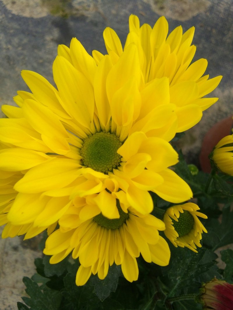 菊花